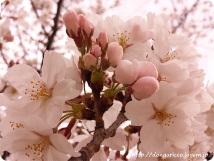 20140406-4.jpg