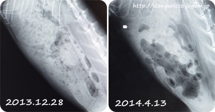 20140415-4.jpg
