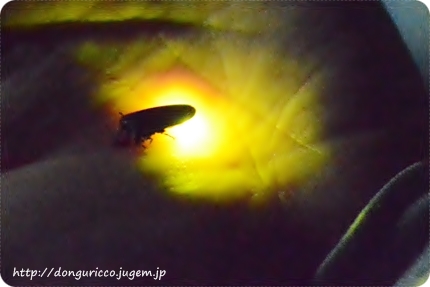 201406167-1.JPG