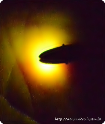201406167-9.JPG