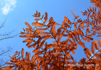 20141127-2.jpg