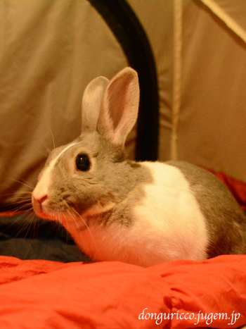20150704-11.JPG