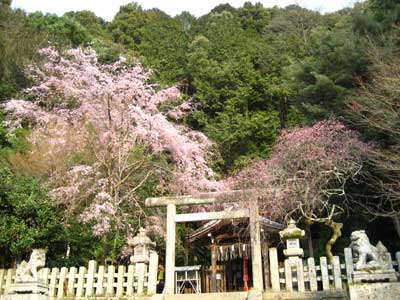 京都3