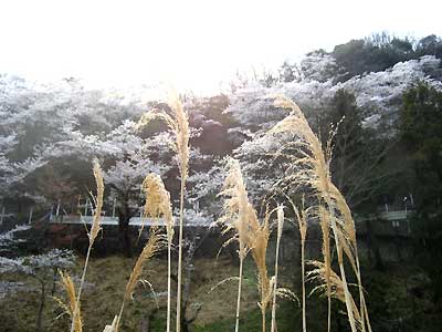 高槻27