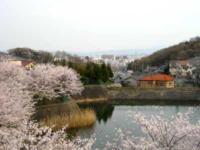 高槻31
