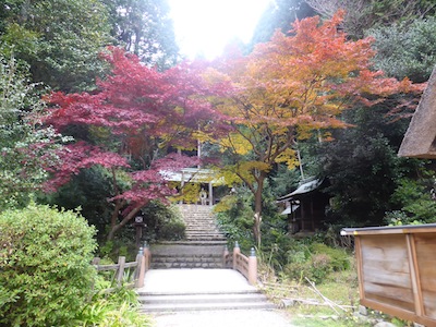 京都市 紅葉