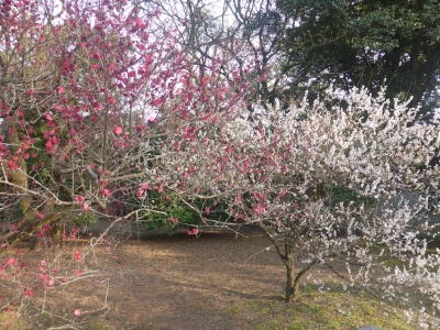 京都御苑