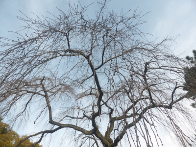 京都御苑