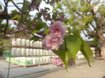 京都市 平野神社