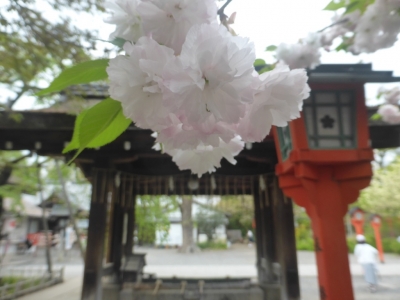 京都市 平野神社