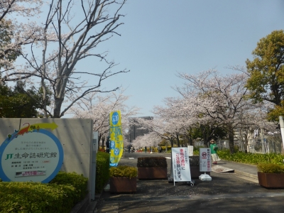 高槻市 JT医薬総合研究所 桜