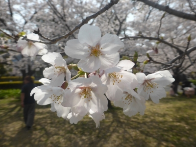 高槻市 JT医薬総合研究所 桜