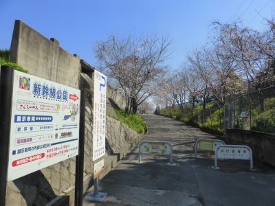 摂津市鳥飼 新幹線公園 桜