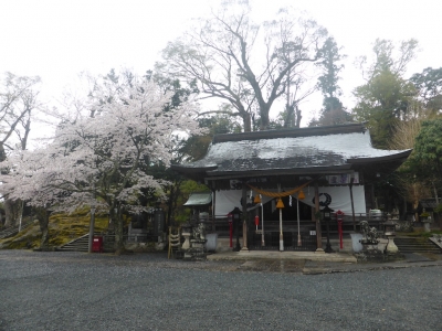 丹波篠山市 桜