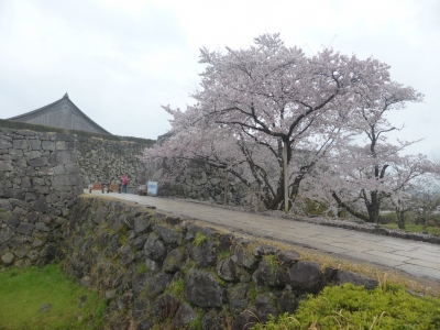 丹波篠山市 桜