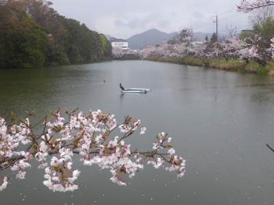 丹波篠山市 桜
