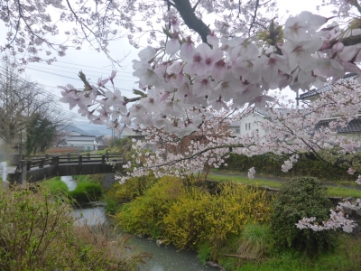 丹波篠山市 桜