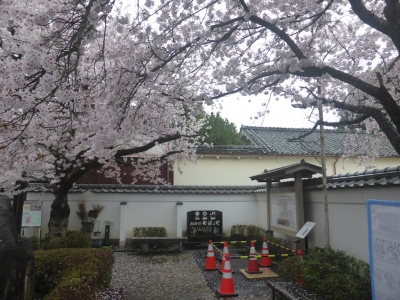 丹波篠山市 桜