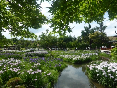 大阪市 城北菖蒲園