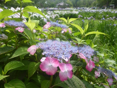 大阪市 城北菖蒲園