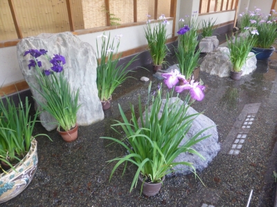 大阪市 城北菖蒲園