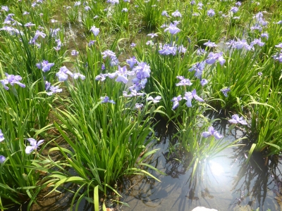 大阪市 城北菖蒲園