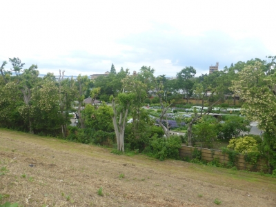 大阪市 城北菖蒲園