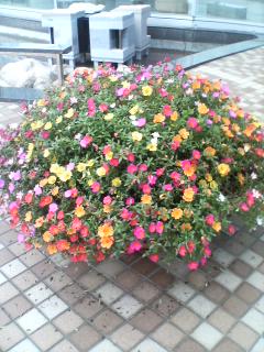 ホテル入り口前の花