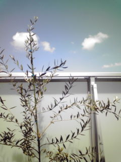 20090906104753.jpg