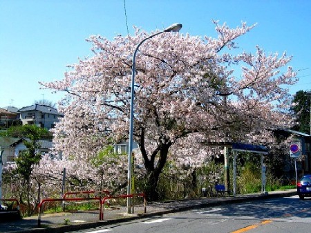 じゅんさい池バス停の桜
