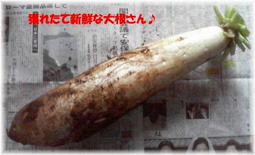 立派な大根