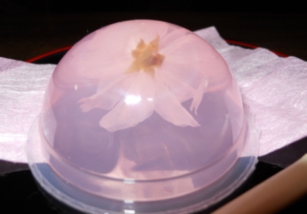 桜のお菓子