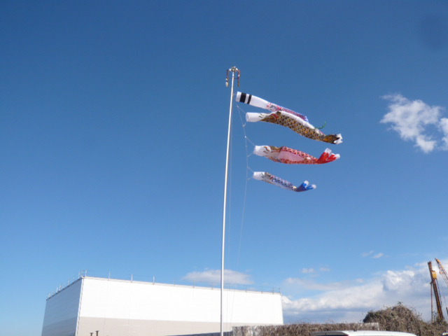 こんなに元気に泳いでます