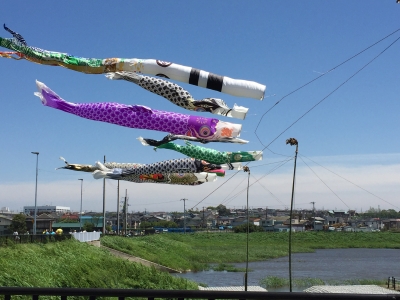 大きな鯉