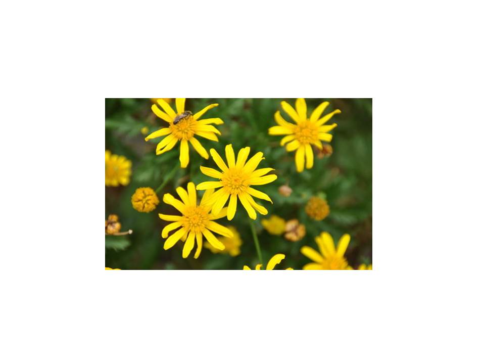 菊芋の花