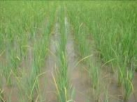 2008年10月サムダック・オプ村SRI栽培全景