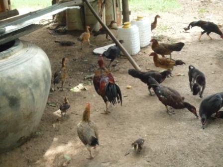元気に育て、鶏よ