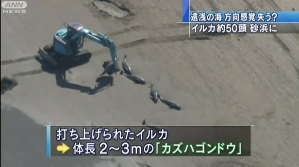 イルカ.png