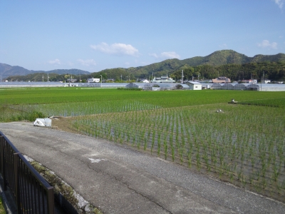 田んぼ