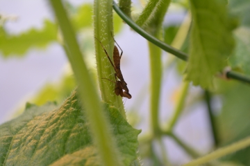 カマキリ