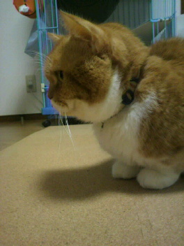 2012110111360000.jpg