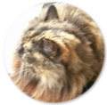 猫のサンディ