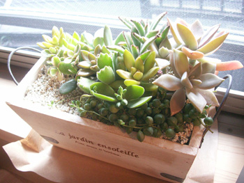 多肉植物の寄せ植え