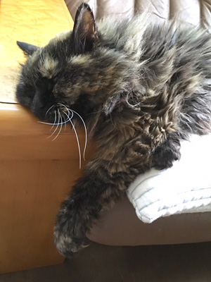サンディ(猫)の夏バテ姿