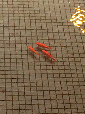ホテルのエントランスの金魚