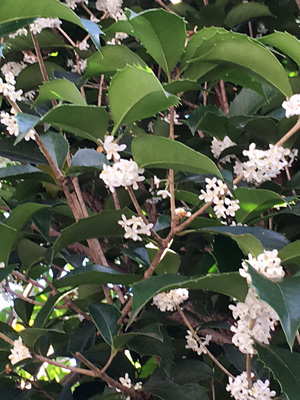 ヒイラギモクセイの花
