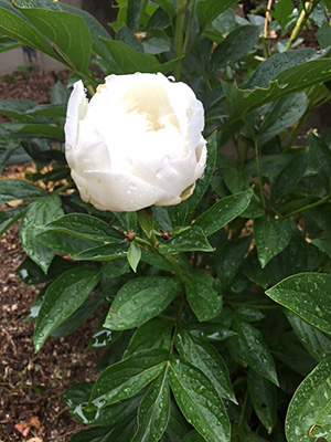 白い芍薬の花