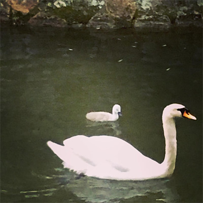 倉敷川の白鳥