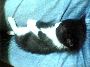 猫33