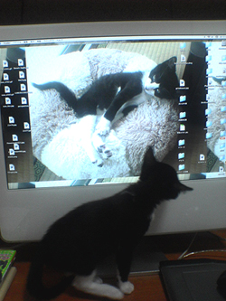 猫55